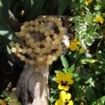 japamala 72 manipura