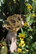 japamala 72 manipura