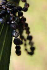 japamala 108 dhara om