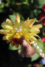 japamala perla ambra