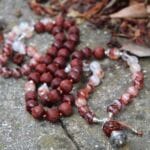 japamala rosso sacro