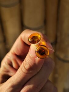 orecchini bottone ambra