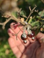 orecchini granato spessartite